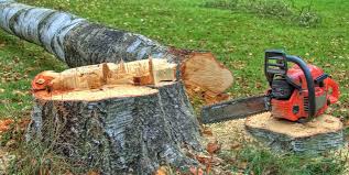 Best Tree Trimming and Pruning  in Northdale, FL