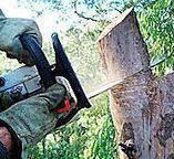 Reliable Northdale, FL Tree Removal Solutions