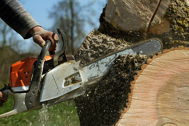Best Tree Mulching  in Northdale, FL